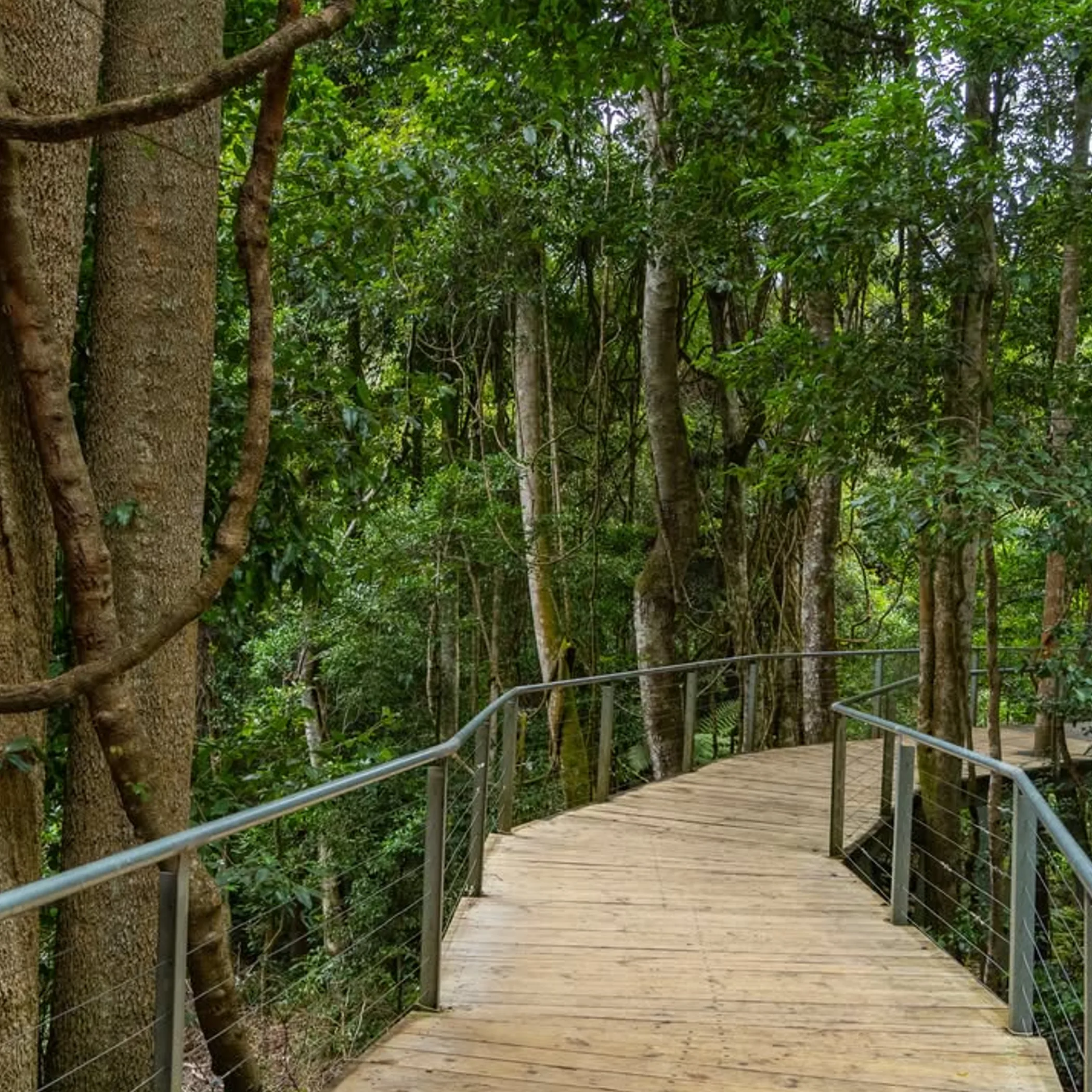 scenic world boardwalk in rainforest
