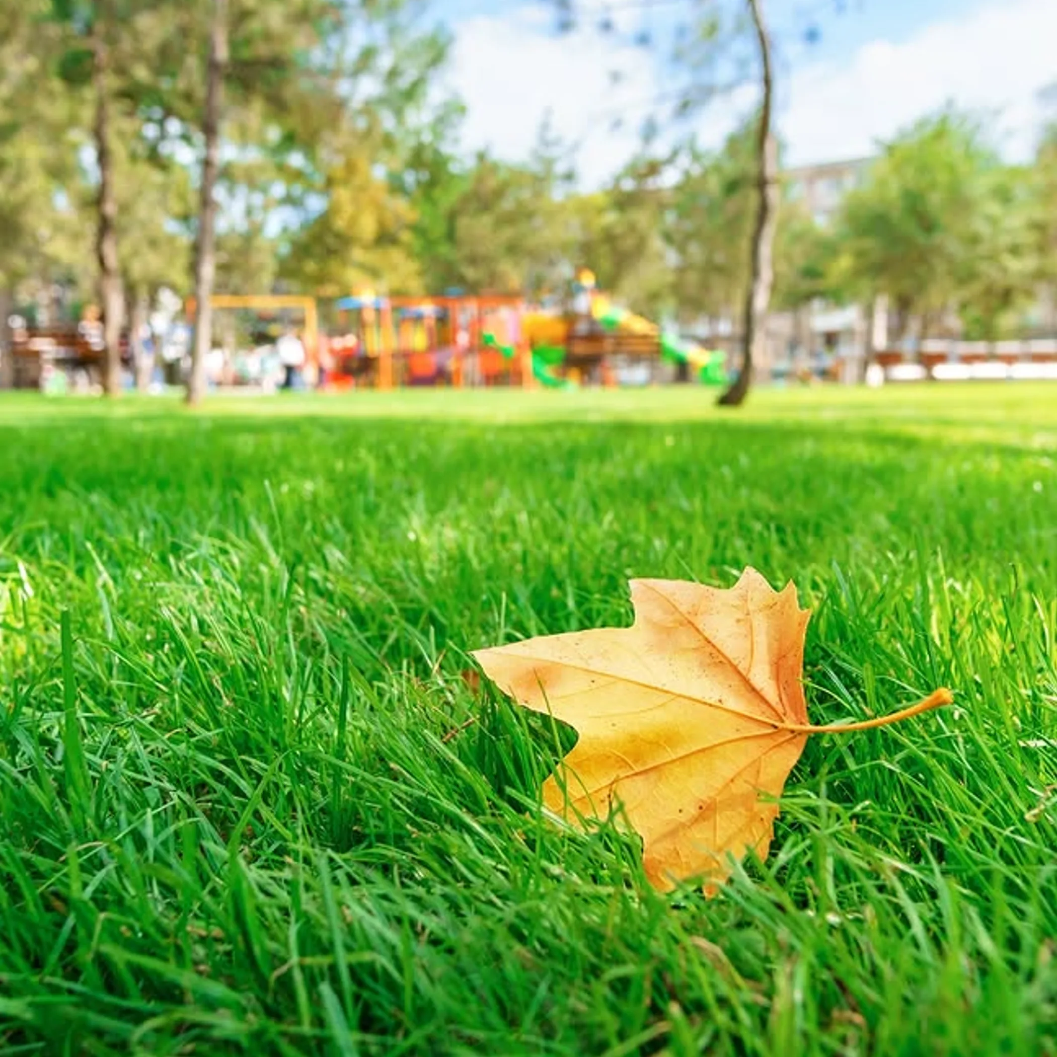 lawn care in seasonal outdoor conditions