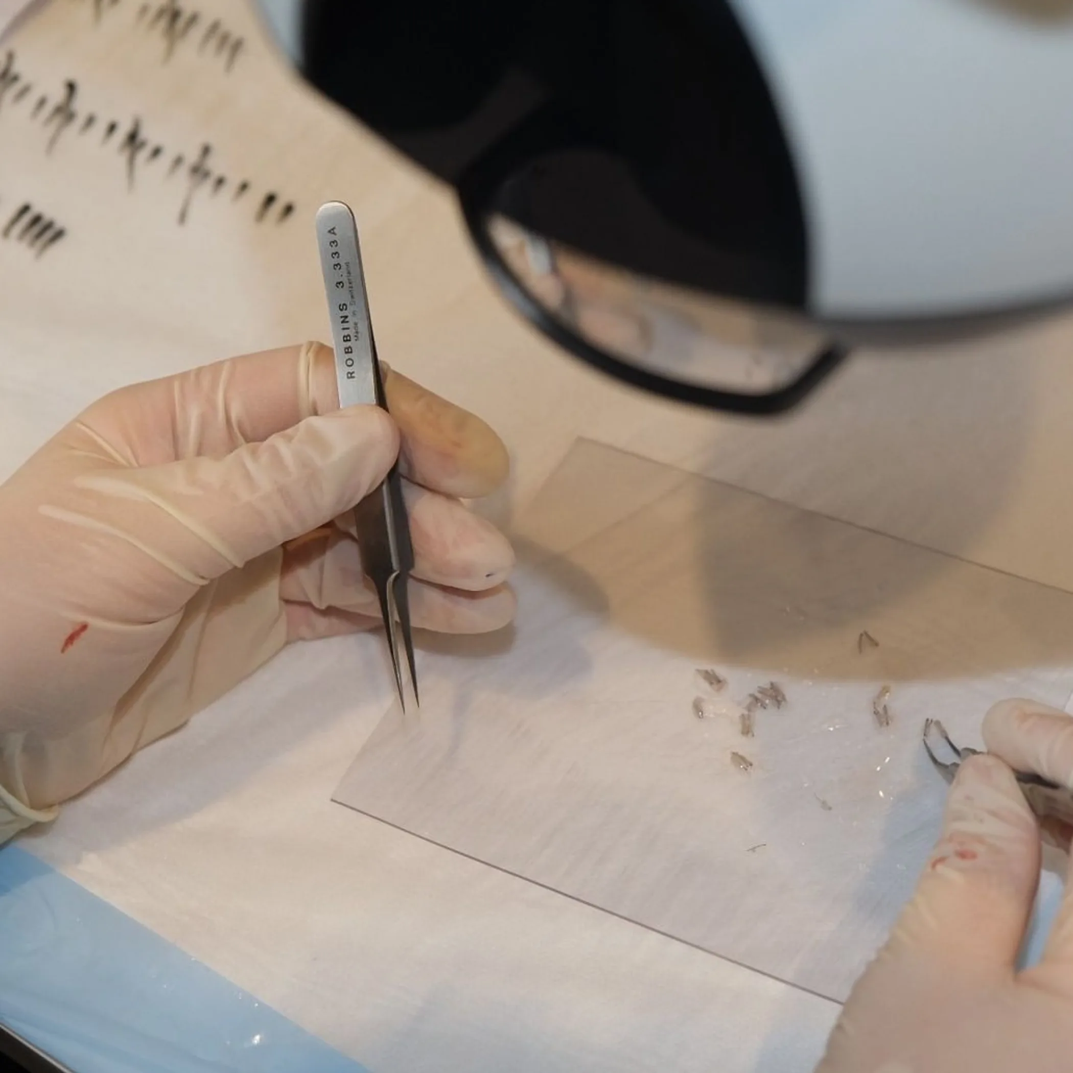 hair follicle handling for restoration