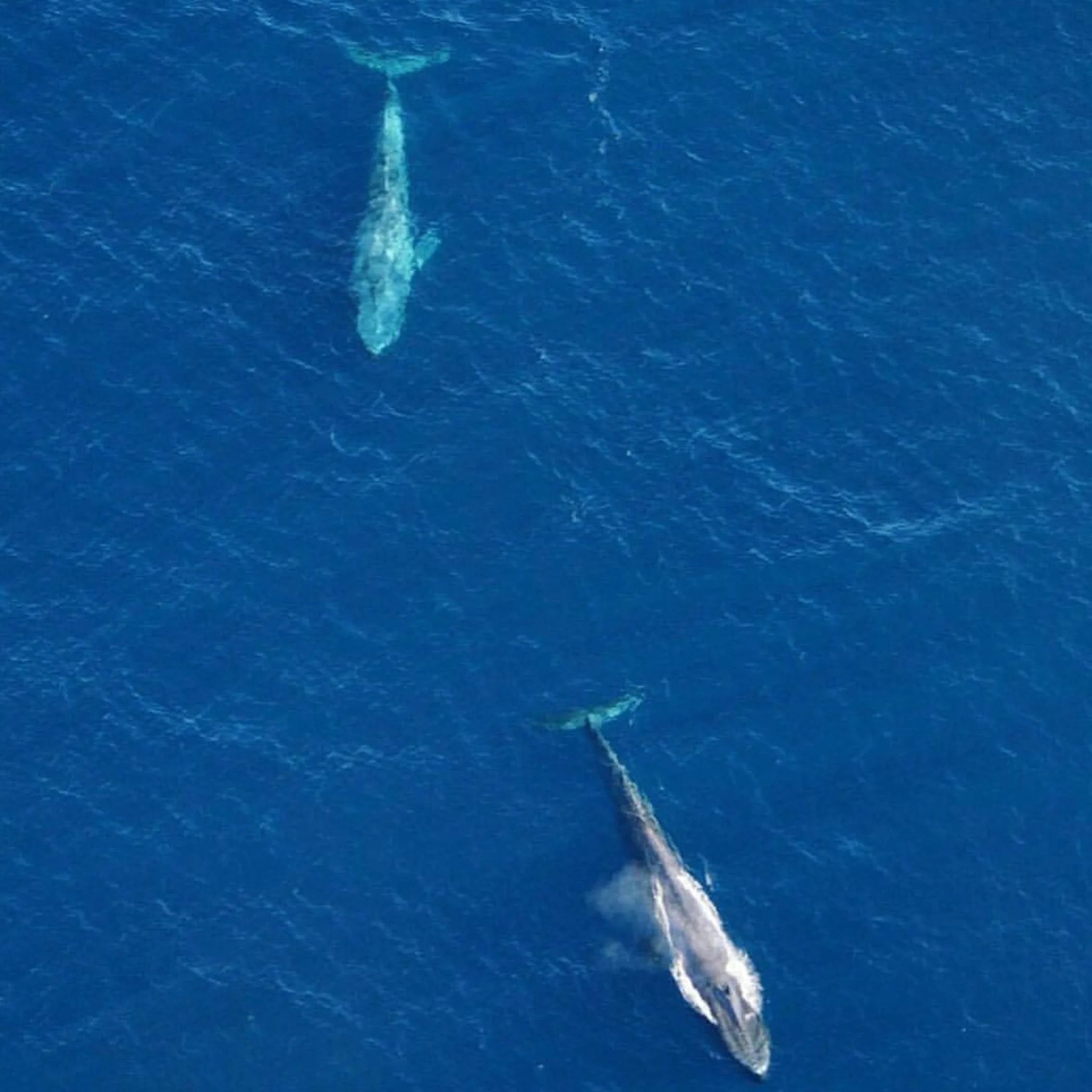 whales off ningaloo
