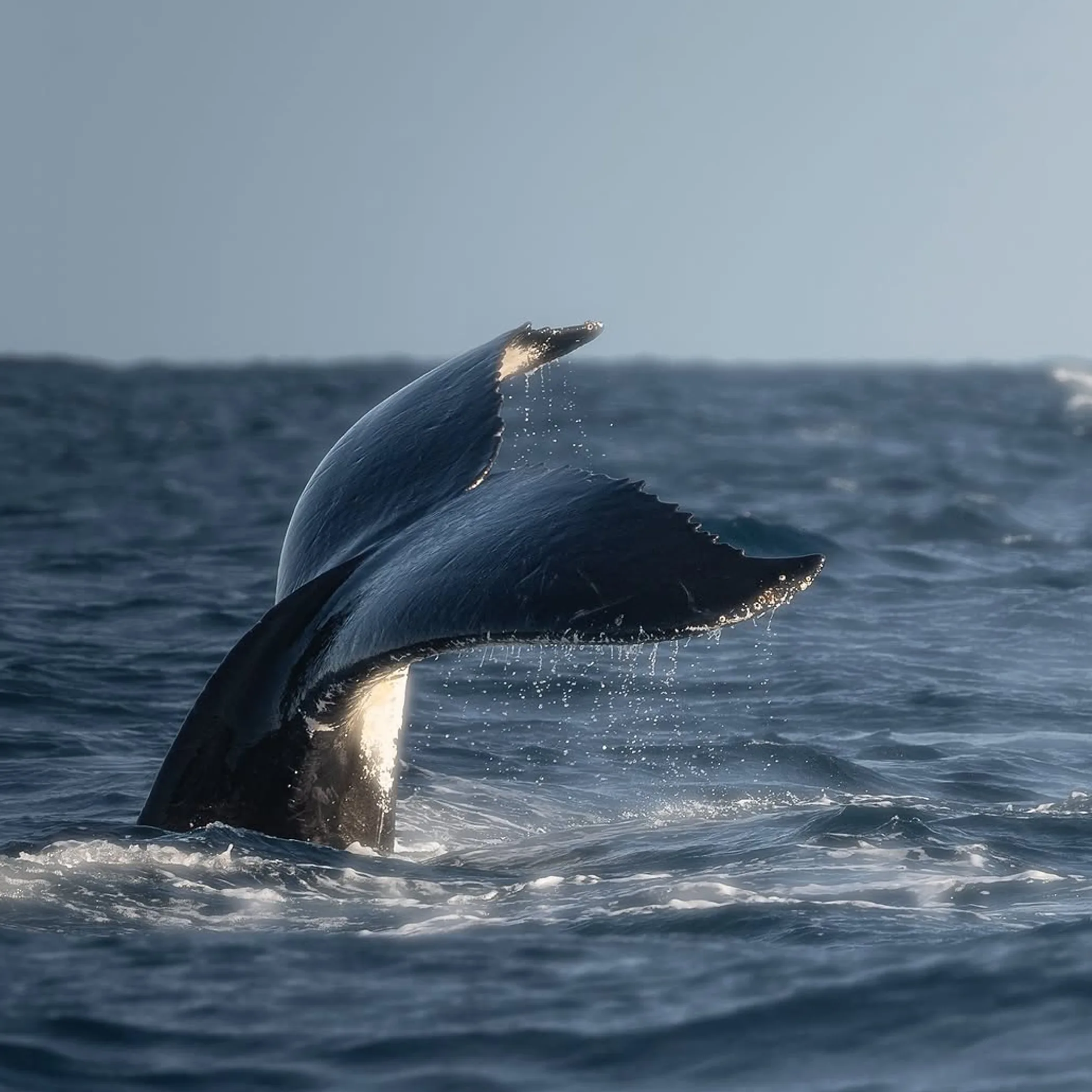 whale swimming in ocean