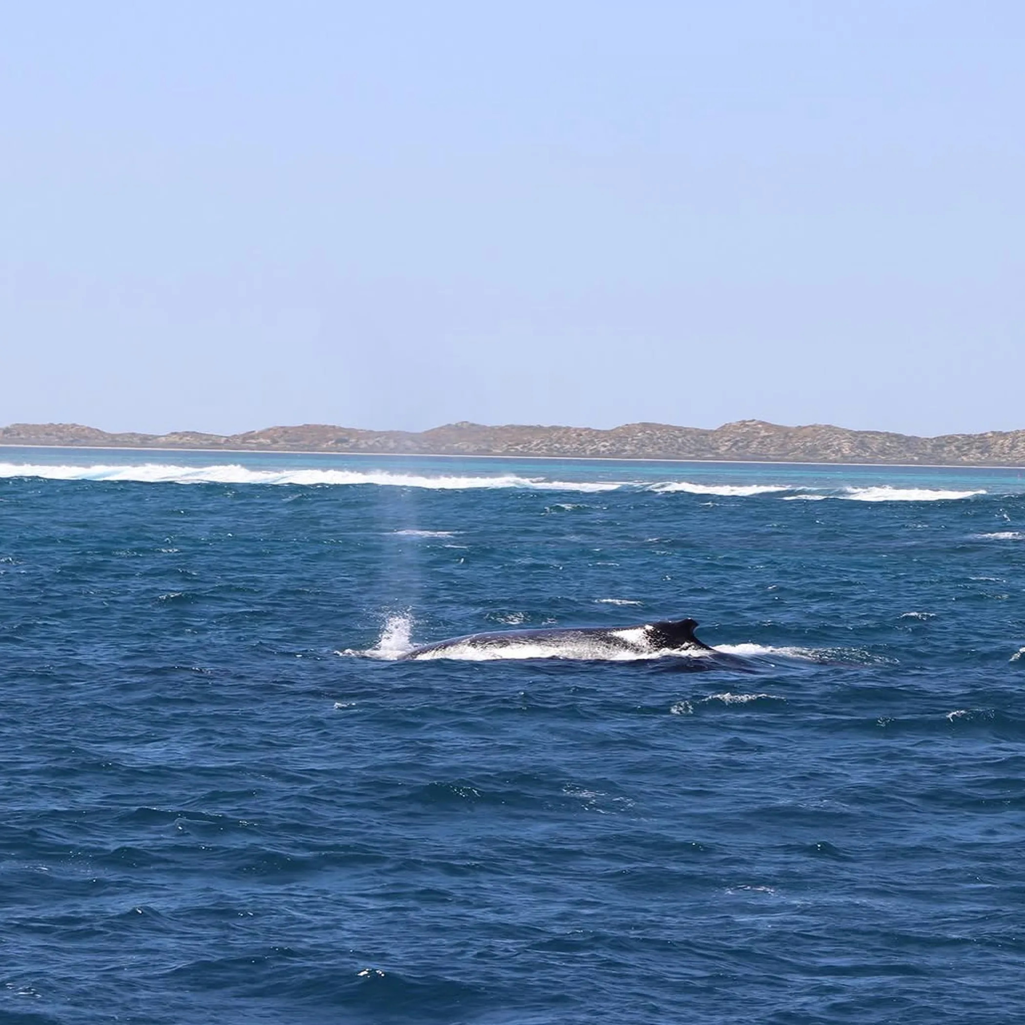 humpback whale breaching in western australia