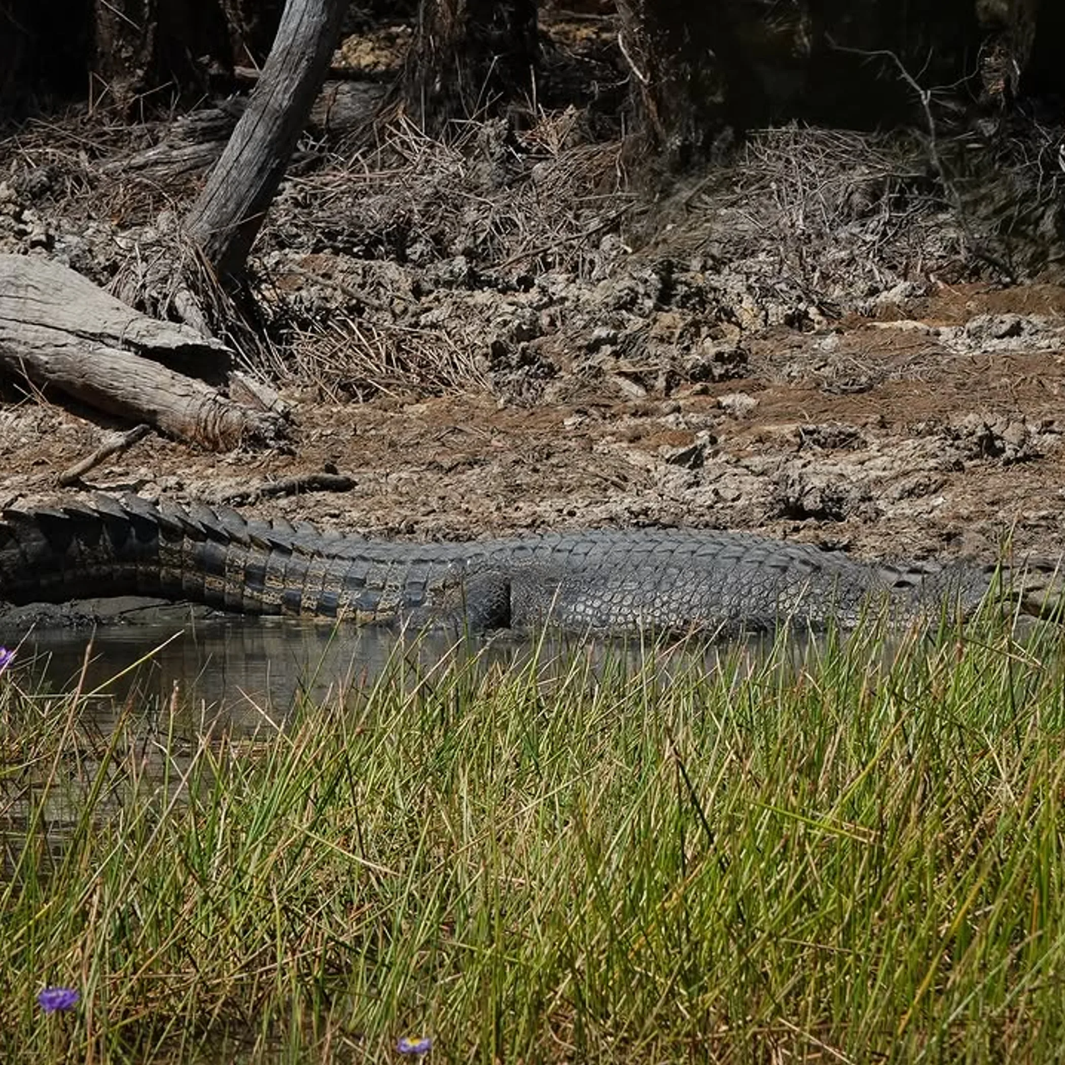 saltwater crocodile in australian swamp