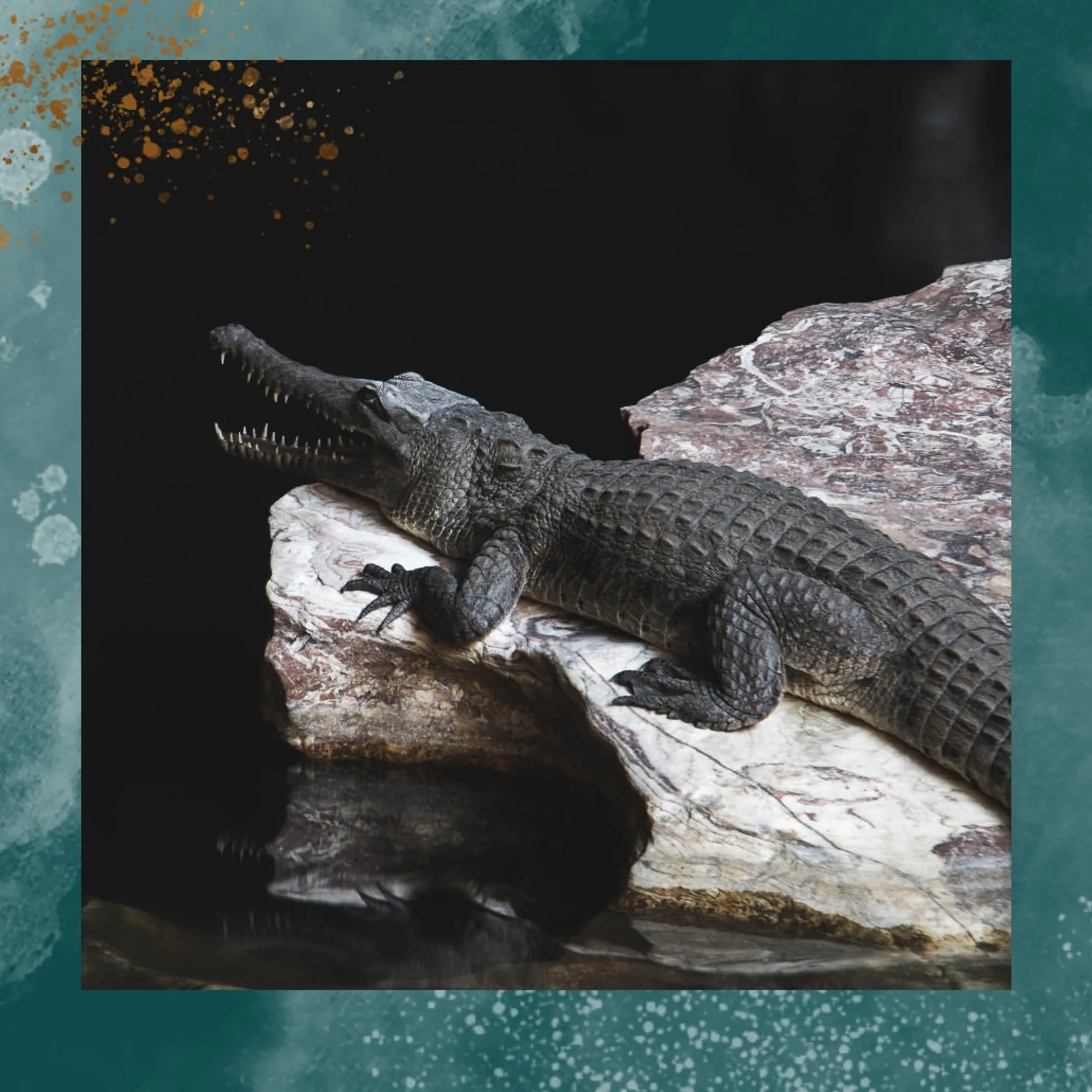 clear photo of crocodile