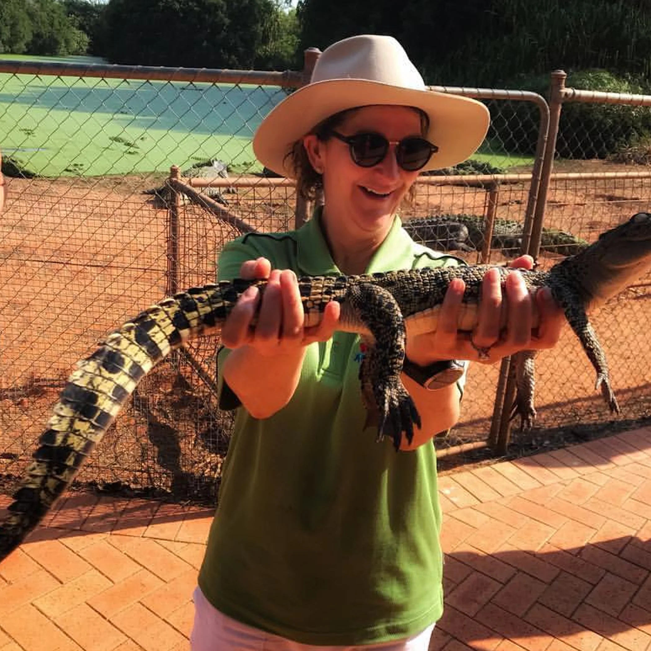 crocodile in clear photograph