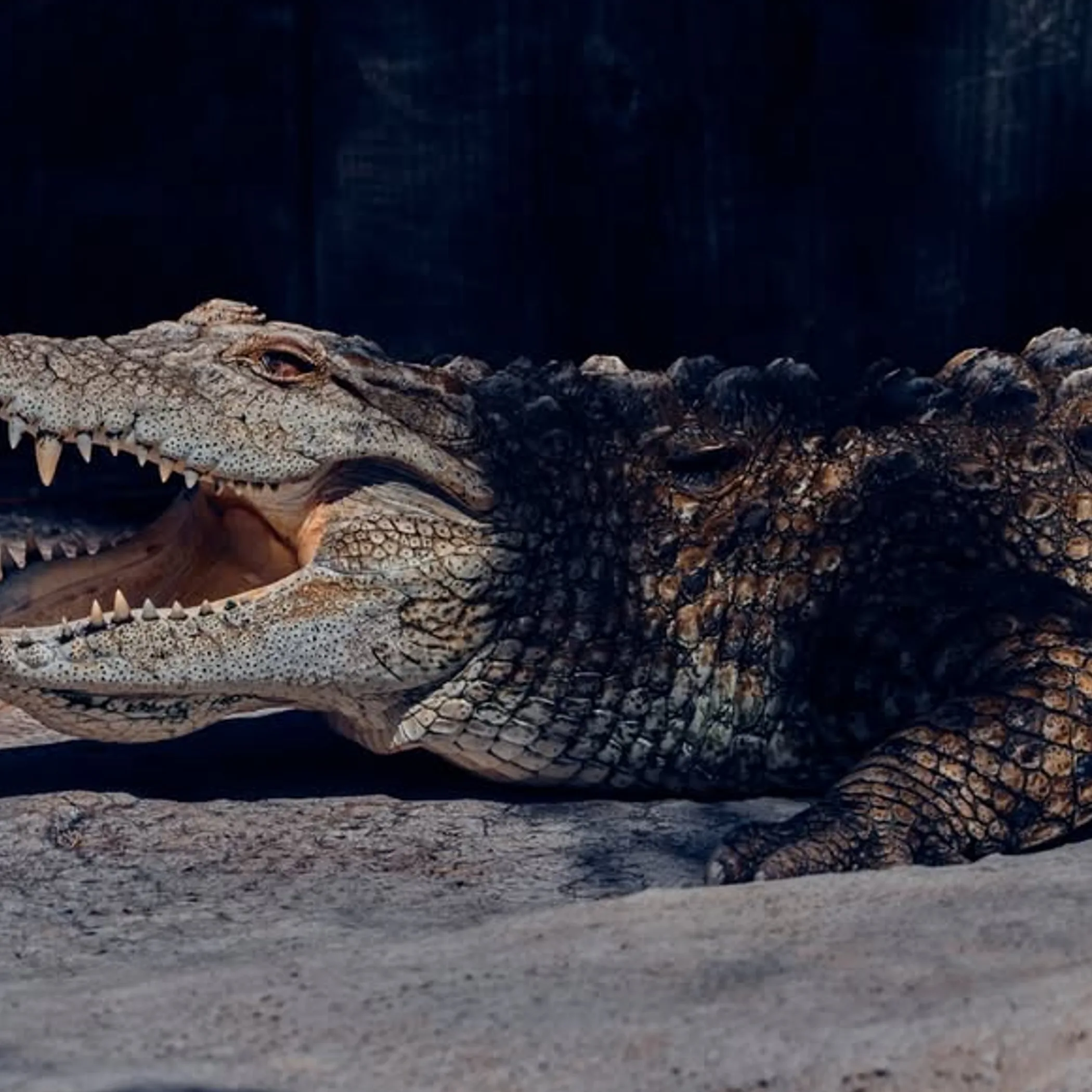 sharp well lit crocodile