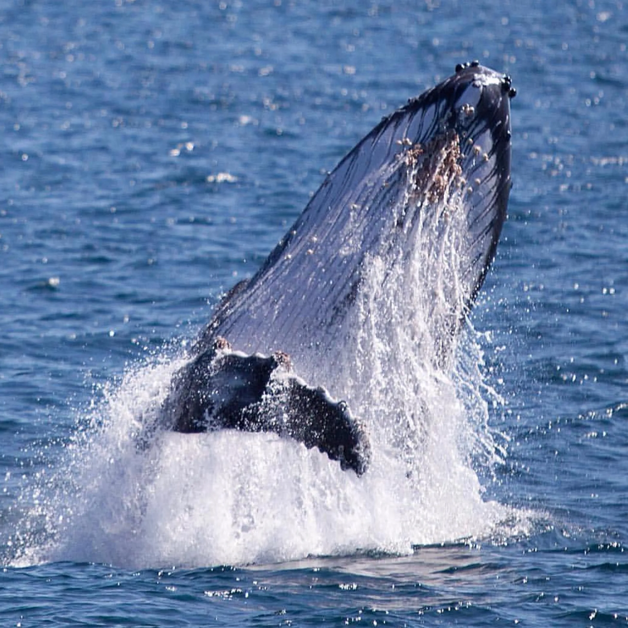 whale watching at ningaloo reef