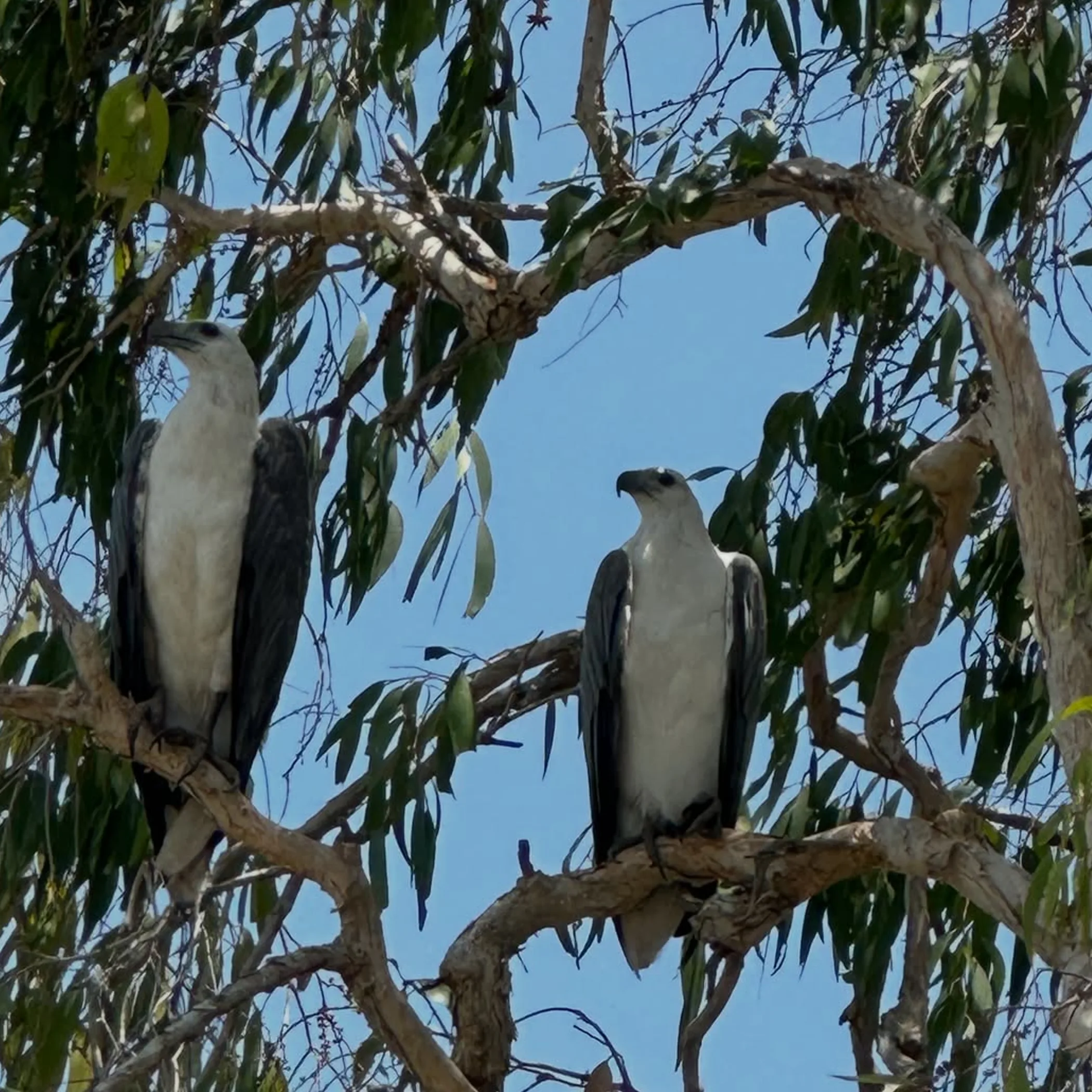 wildlife in natural landscape