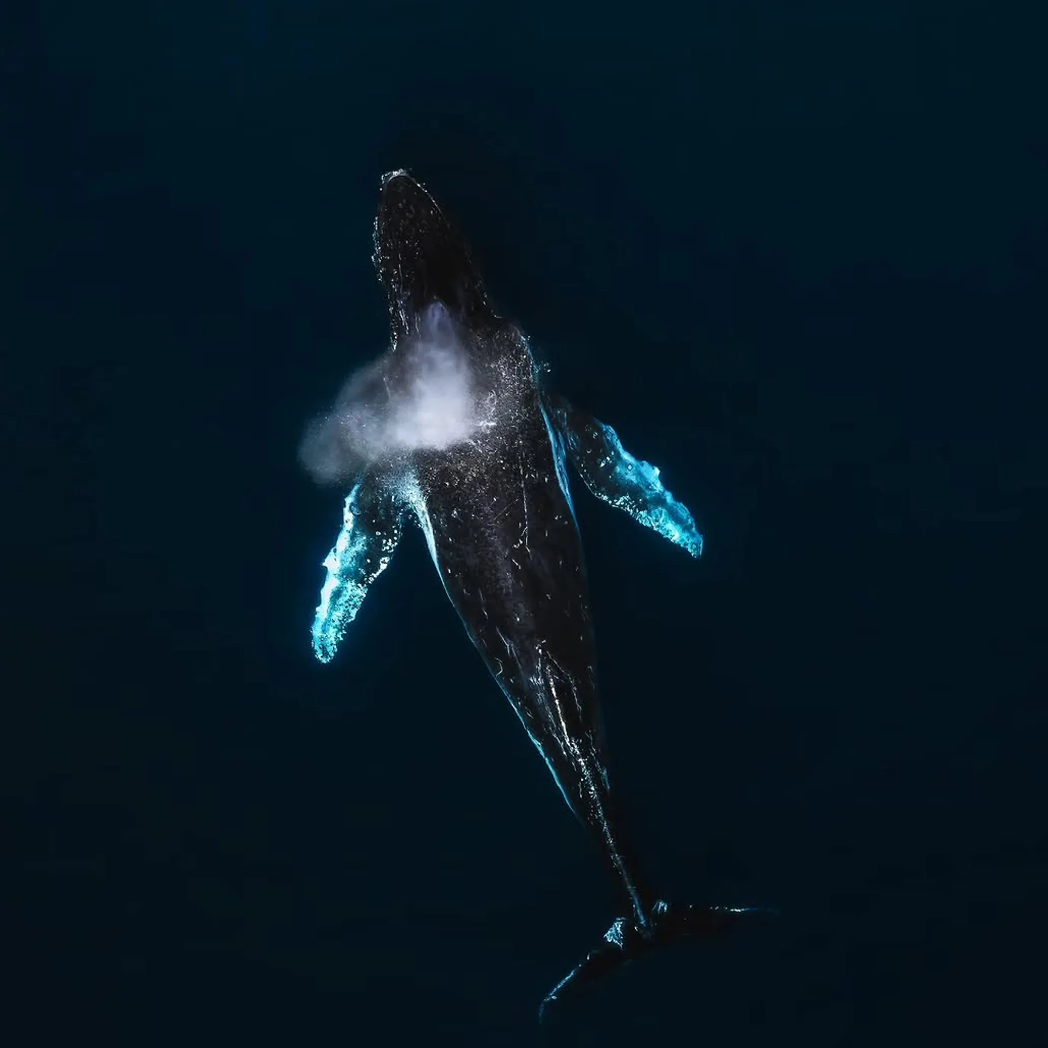 whale in the ocean