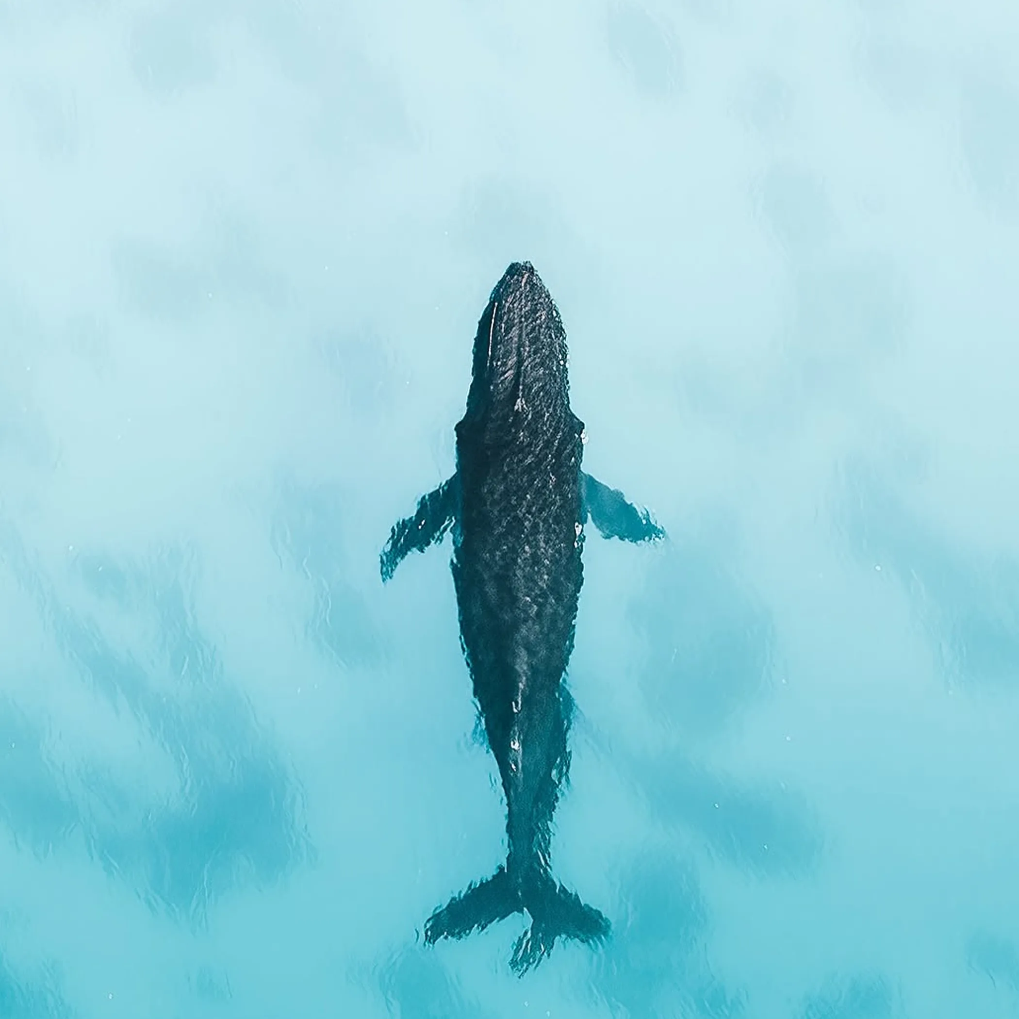 whale in clear water