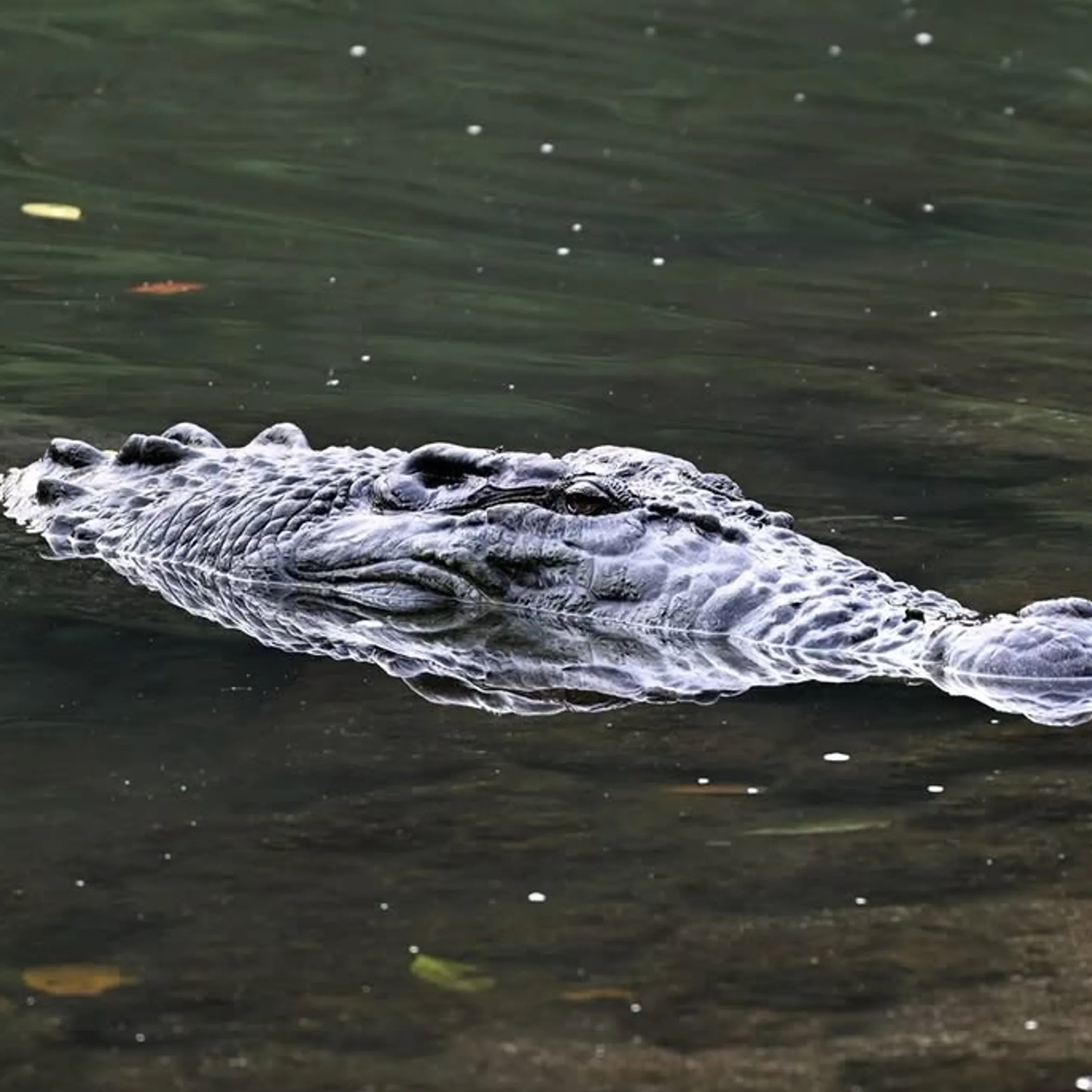 saltwater crocodile in northern australia