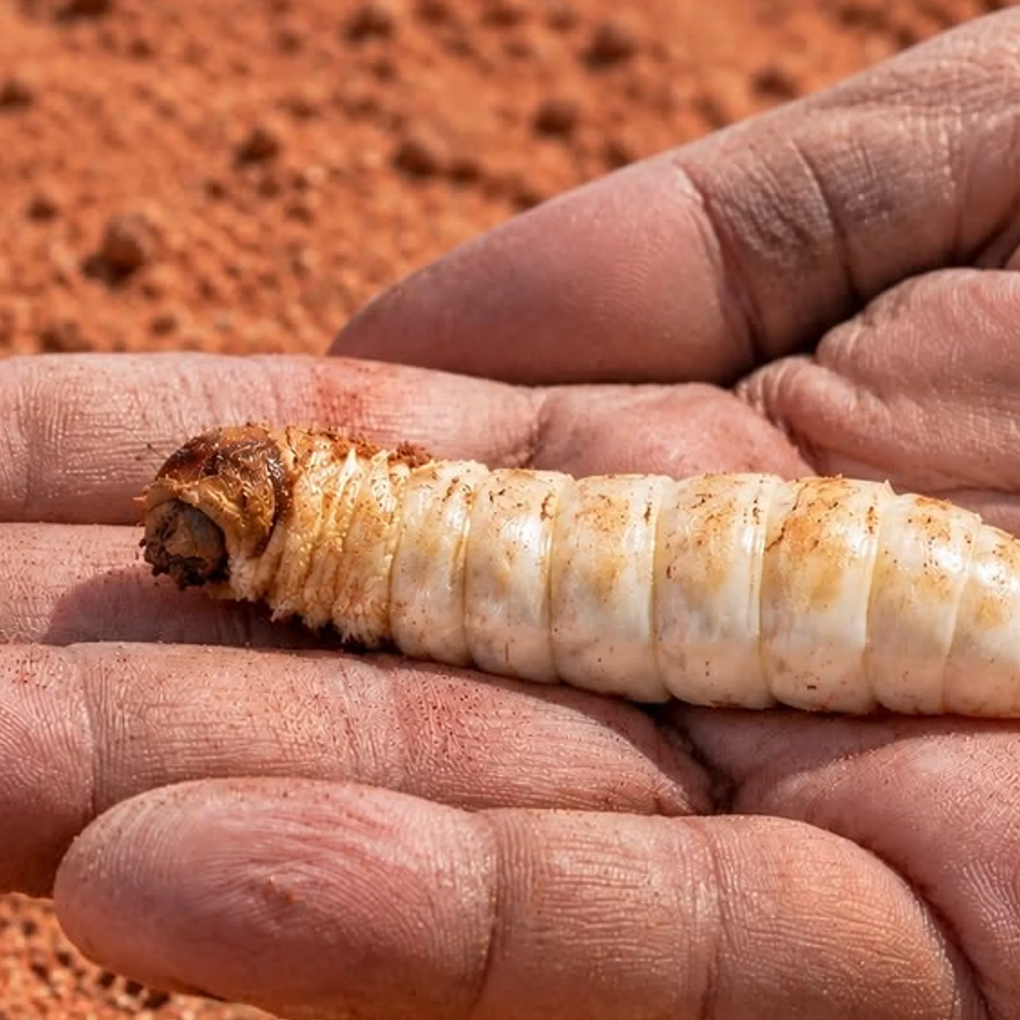 bush tucker in kakadu experiences