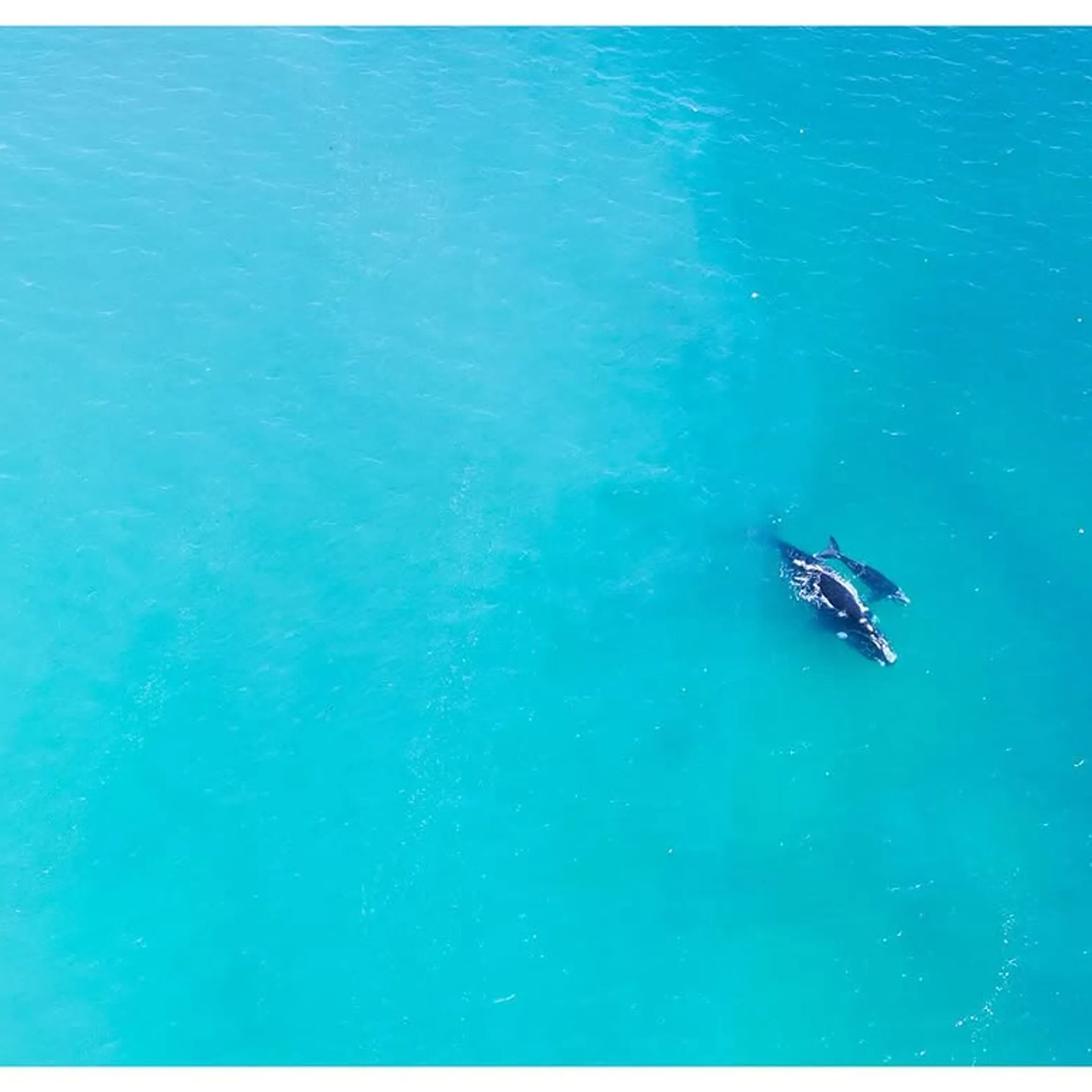 whales at sea